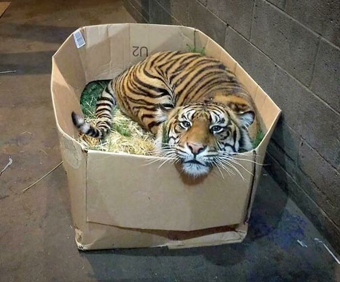 Big Cats Like Boxes Too!