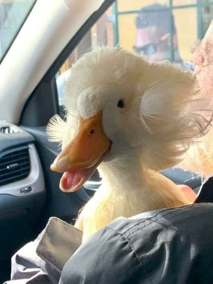 Duck Going For A Ride