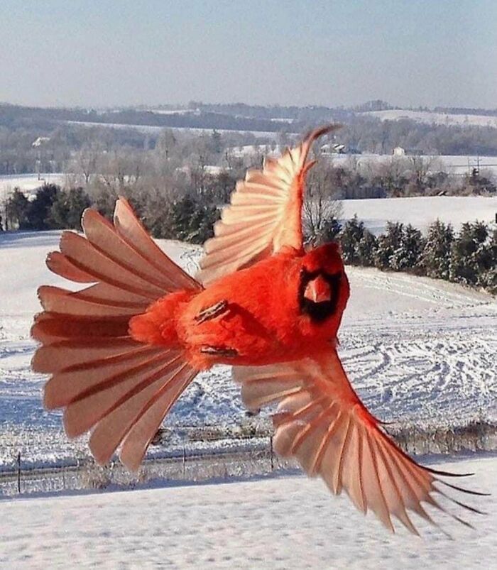 🔥 Cardinal Showing Off.