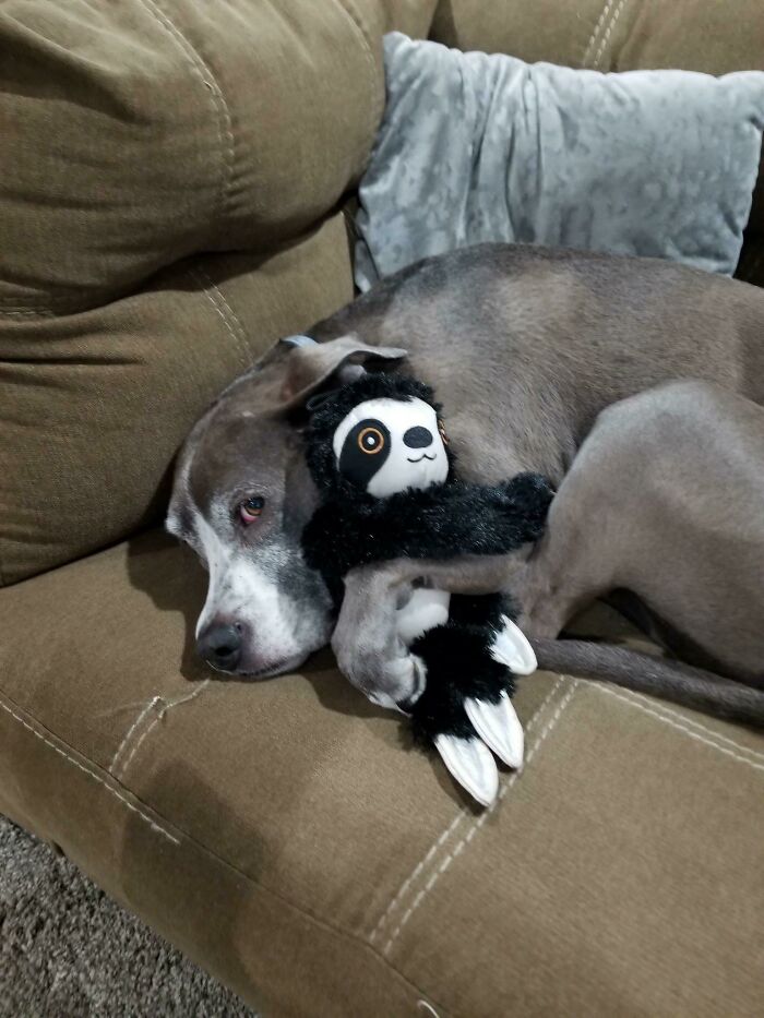 My Son Has Noticed How Old Our Dog Is Getting, So He Tries To Comfort Her With His Stuffed Toy Sloth. She Loves It