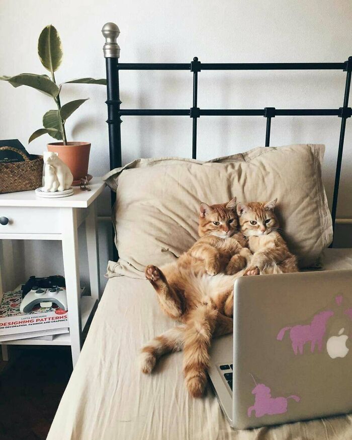 Catflix And Chill