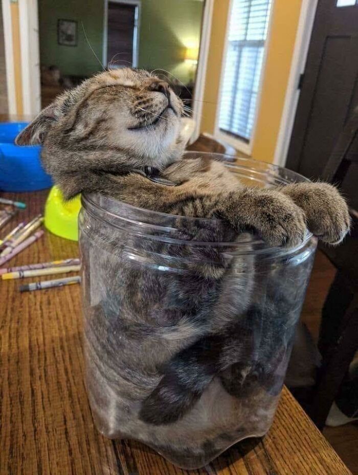 Just Opened Up A Fresh Jar Of Cat