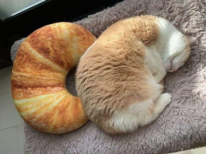 Croissant Cat