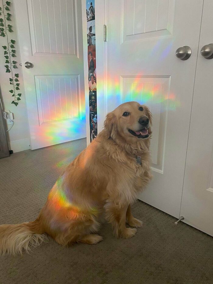 Presenting Rainbow Doggo!! She Holy