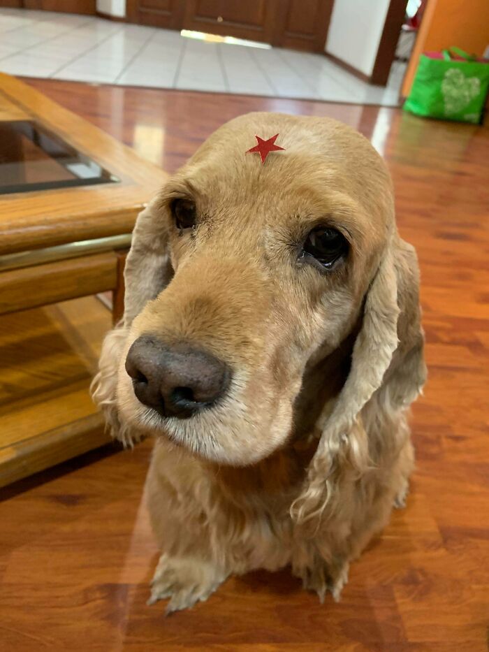 He Got A Star In The Vet Because He Is A Good Boi