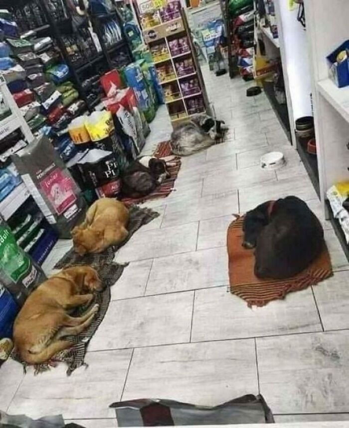 The Owner In This Shop Allows Stray Dogs To Come In When It Is Dark So That They Can Spend The Nights Safely .. He Put Blankets To Cover The Cold Tiles So Everyone Has A Comfortable Bed .. Such Initiatives Must Be Shared! 