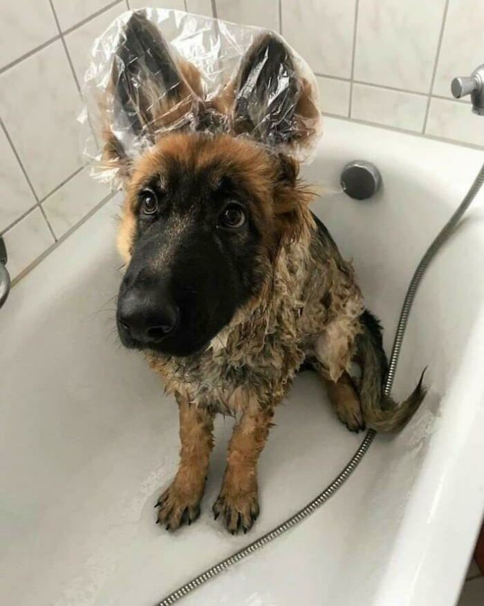 Cuando es la hora del baño, pero a tu perrito no le gusta que le mojen las orejas