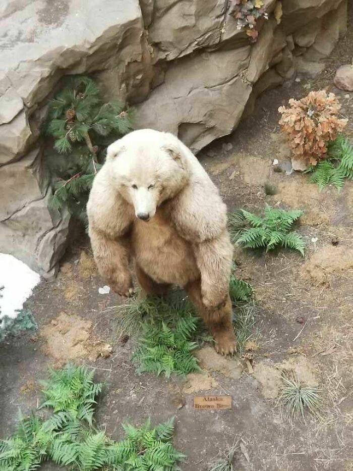 Absolute Unit Of A Grolar Bear (Polar Bear/Grizzly Hybrid)