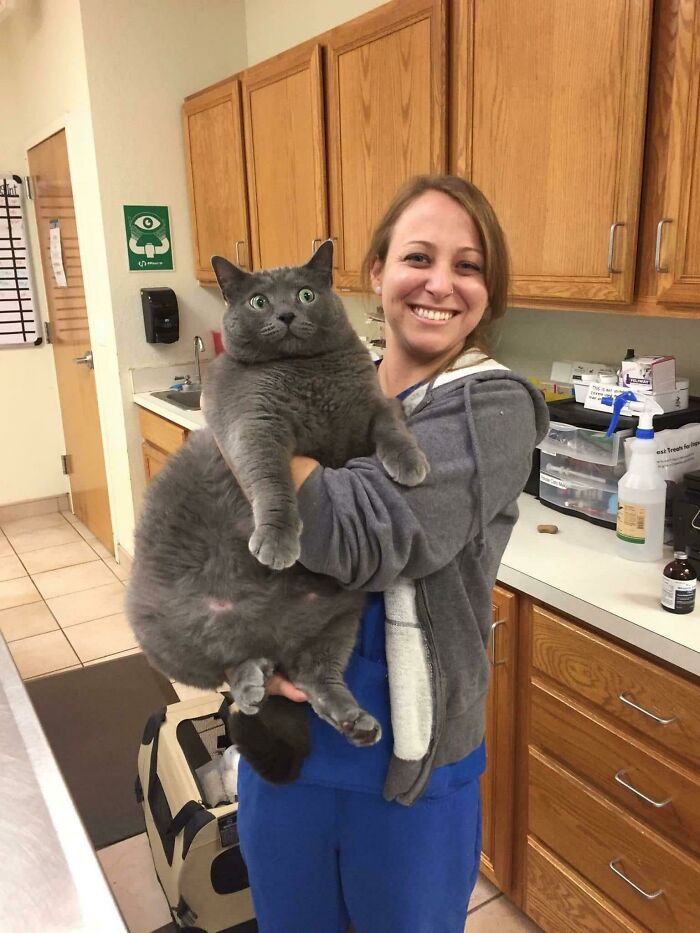 What An Absolute Unit Of A Cat