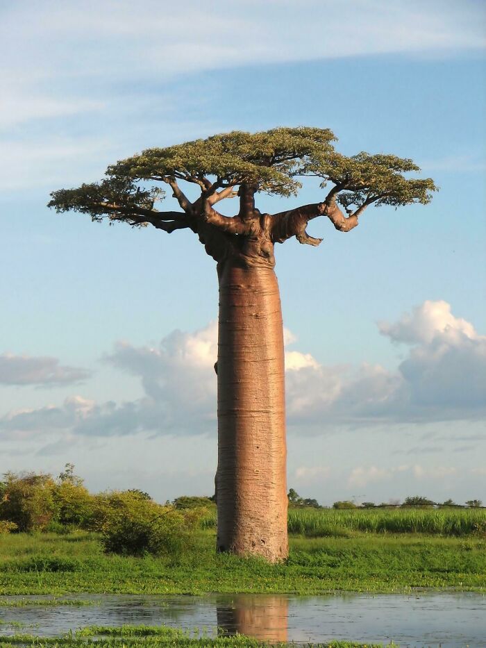 Grandidier's Baobab Tree, Endemic To Madagascar