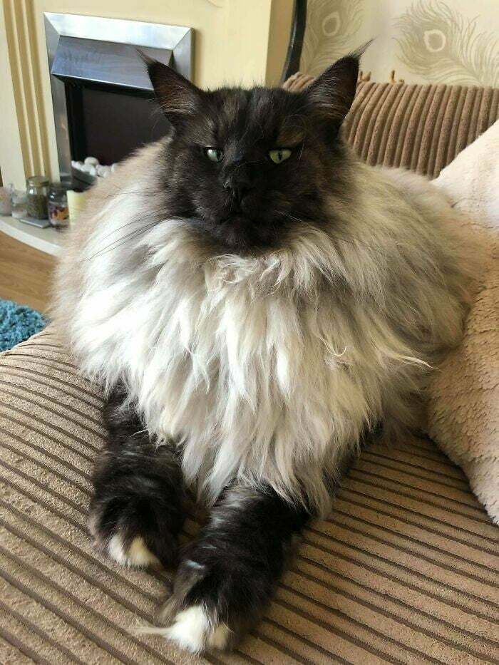 This Fluffy Unit Of A Cat