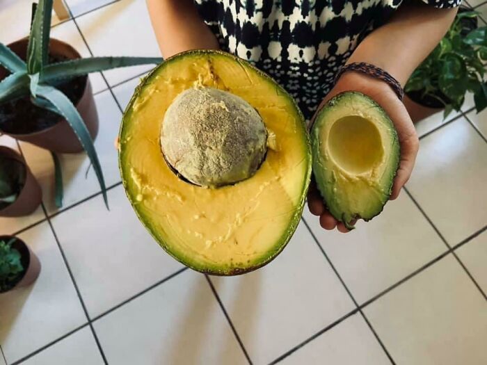 This Avocado