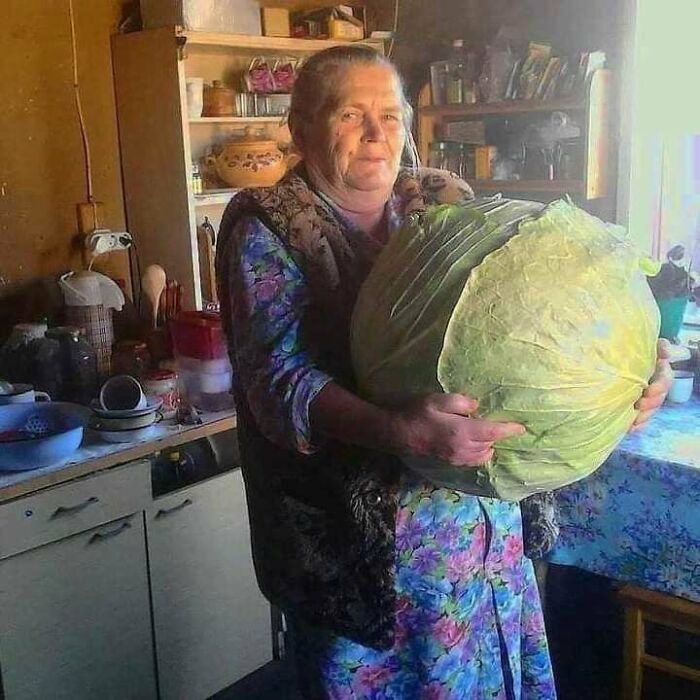 Absolute Unit Of A Cabbage