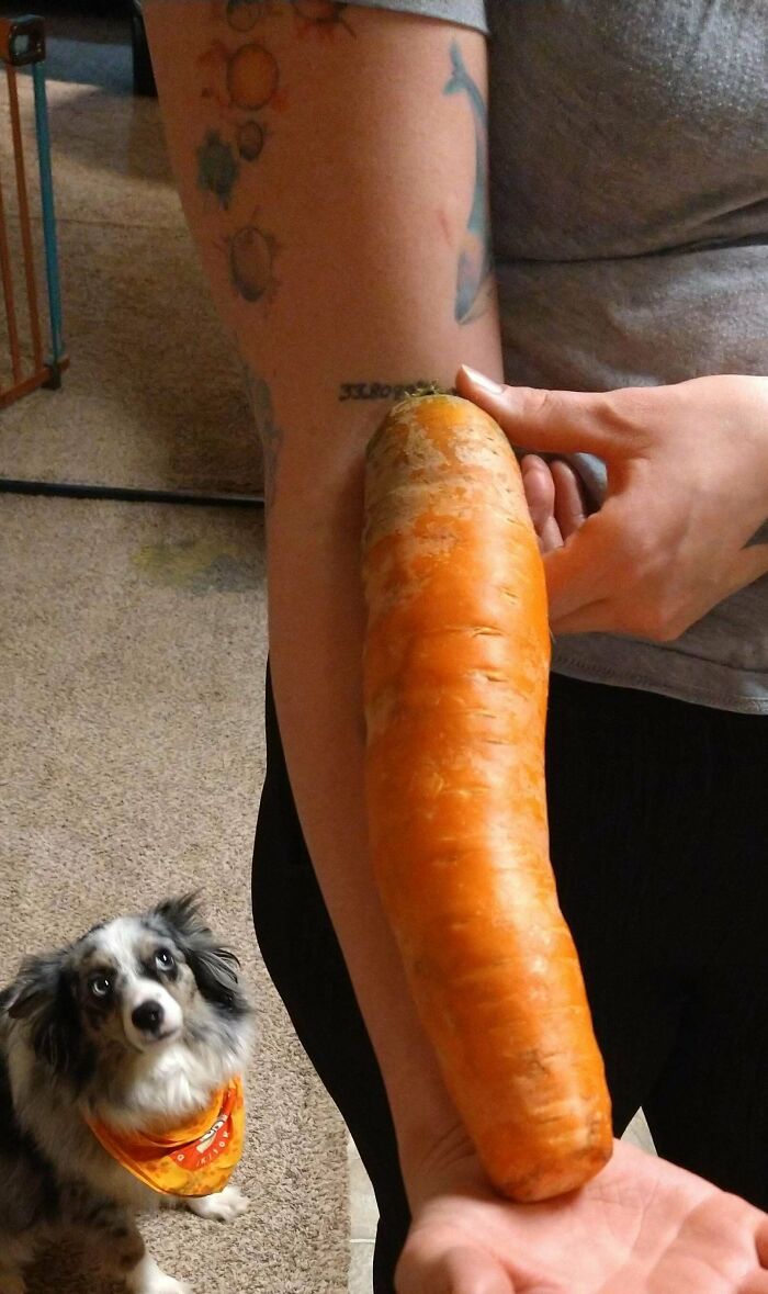 Got An Absolute Unit Of A Carrot In My Weekly Food Delivery Box Today!