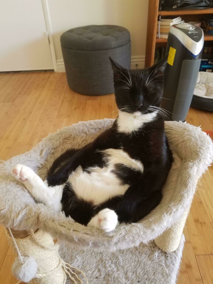 My Tux Rests In Her Hammock Like It's A Recliner