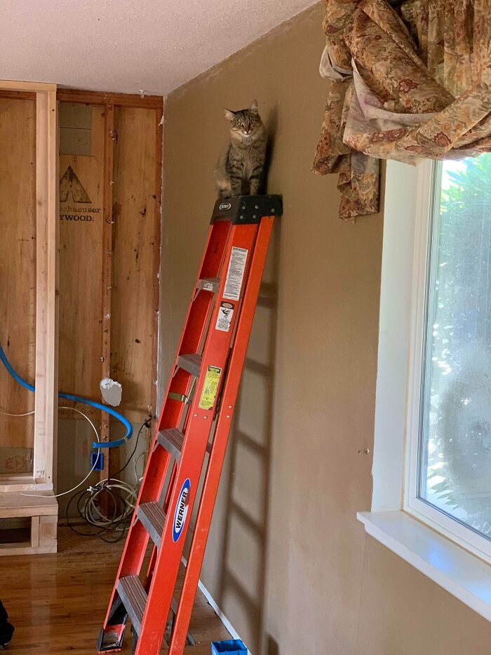 Owner’s Cat At A Remodel Job I Was Working At. Just Turned Around And There It Was, Chillin On My Ladder