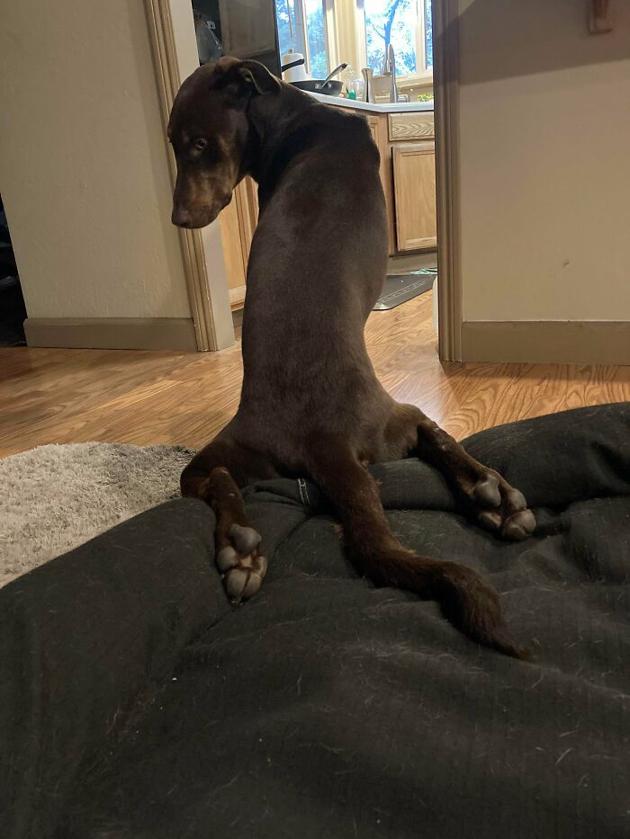 My Dog Sits Weird. Here’s One Of His Silliest Sits