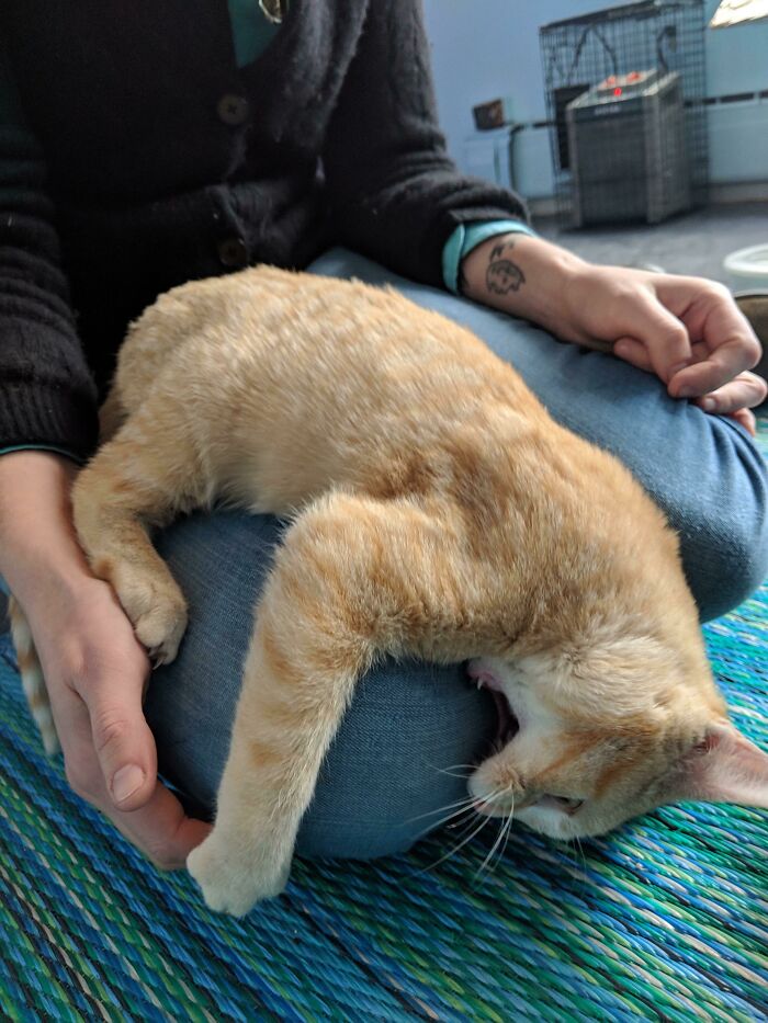 This Little Guy At A Cat Cafe Was All Cuddles Until He Suddenly Wasn't