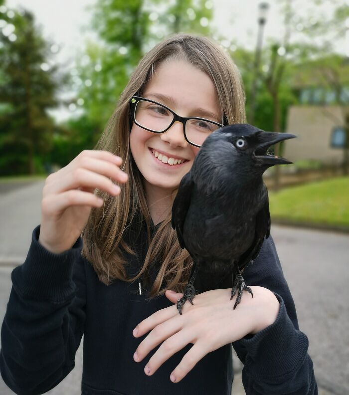 My Daughter Spotted Some Magpies Attacking A Jackdaw. After Being Rescued It Decided To Hang Out With Us For A While