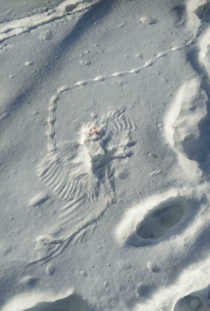 A Snow Imprint Of A Bird Catching A Mouse