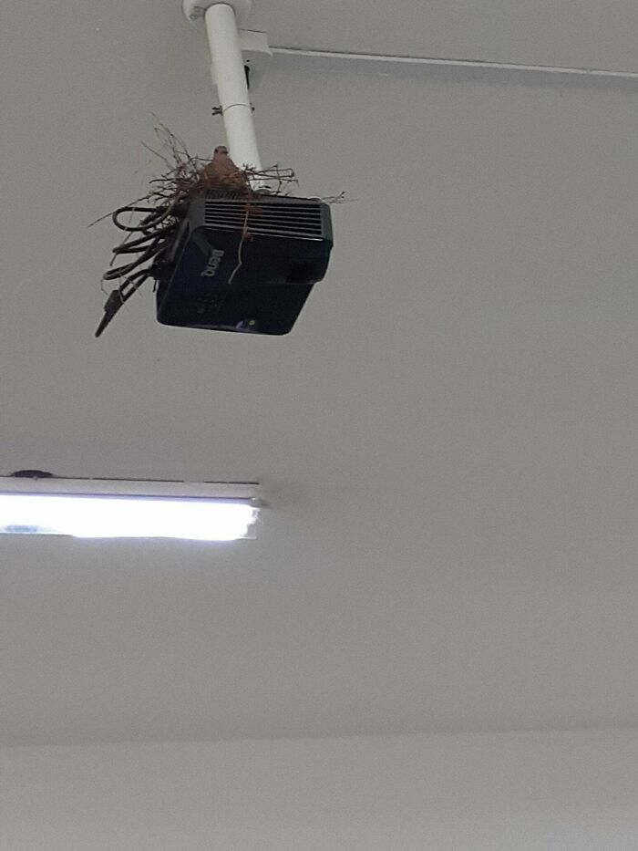 Una paloma ha hecho un nido en el proyector de mi clase