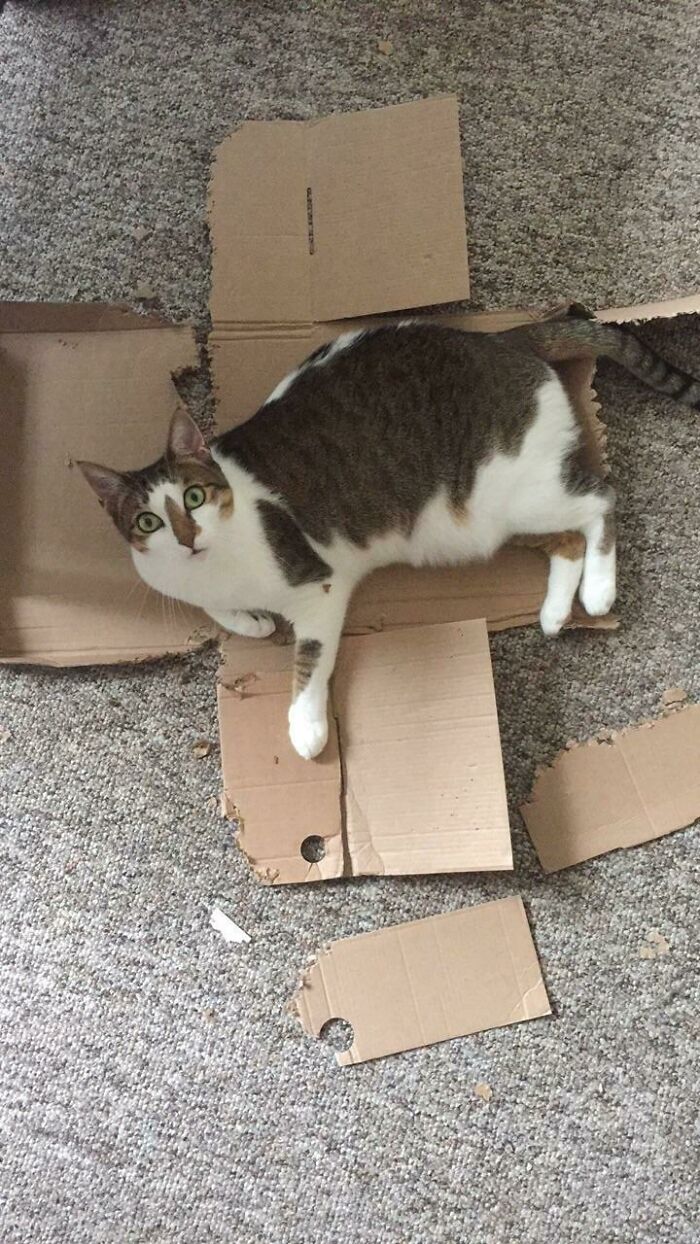 My Cat Is Very Proud Of Herself For Destroying This Shoebox