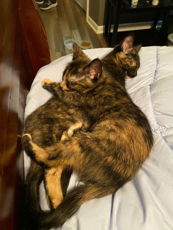 Fui a adoptar un gatito ayer y su hermana comenzó a llorar por ella tan pronto como se separaron. Así que ahora tengo dos gatitos ¡La mejor decisión de la historia!