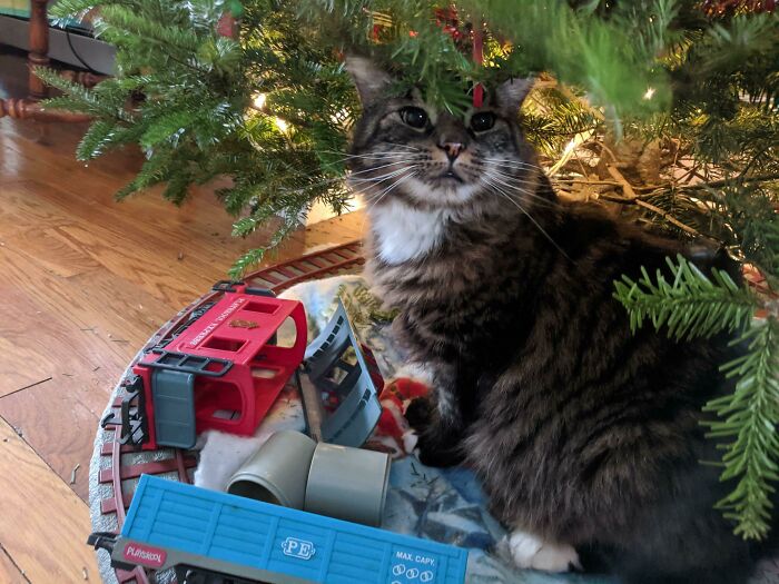 My Cat Leaves Our Tree Alone, But Enjoys Destroying The Toy Train Set Around It