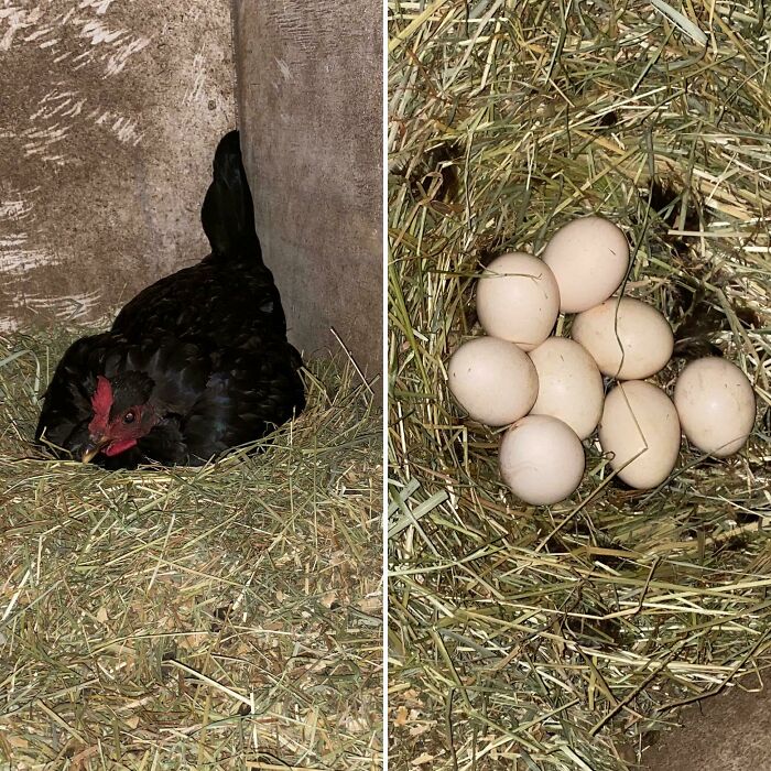 Feeding Our Goats Last Night I Saw What I Thought Was A Black Shirt In The Corner. Turns Out The Semi Feral Chicken That Has Been Hanging Around Apparently Decided To Adopt Us And Raise Her Children Here