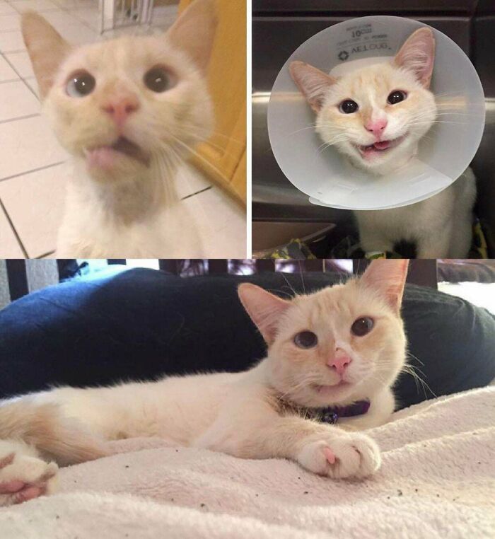 This Stray Cat Was Hit By A Car, Had A Broken Jaw And Arm. Doctors Did Surgery But Had To Remove Most Of Her Teeth. She Recovered Fully And Has A Goofy Smile Now. One Of The Surgeons Adopted Her Straight From The Clinic And Named Her Duchess The Miracle Cat