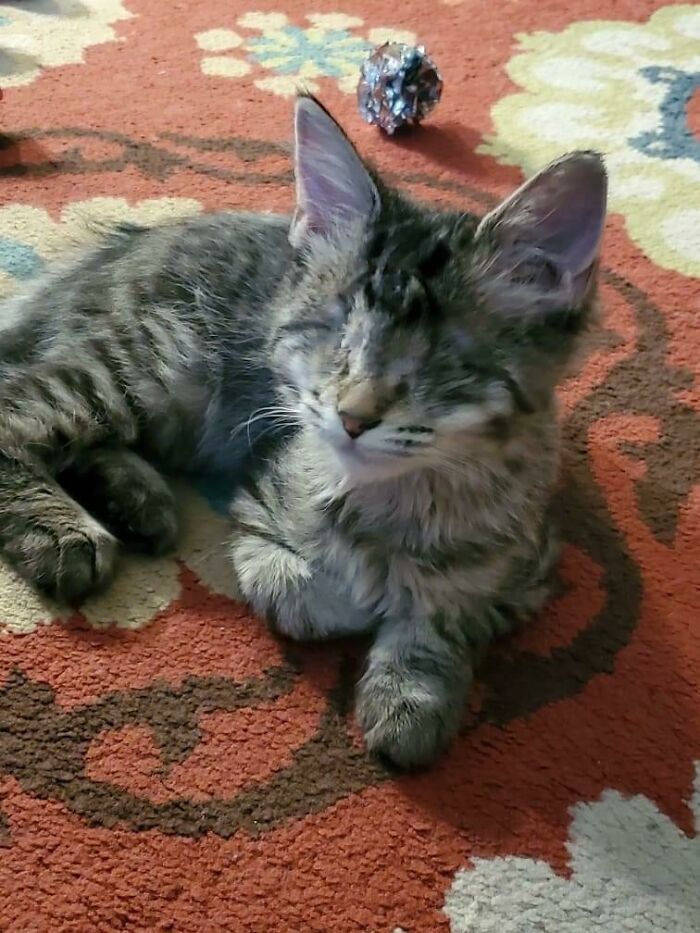 This Lucky Little Lady Was Found Abandoned In The Middle Of The Road At Just A Few Weeks Old. She Was Missing One Eye And The Other Was So Severely Infected That It Had To Be Removed. After Nursing Her Back To Health, She Was Too Amazing To Put Up For Adoption. So, Meet Smishy!