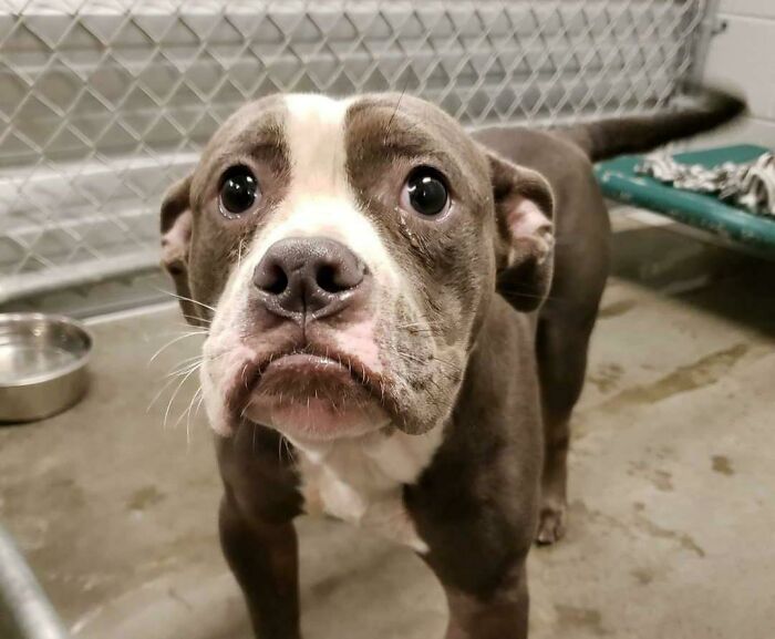 Shelter Dog Near Me From Last Fall. He Was Adopted! That Lip!
