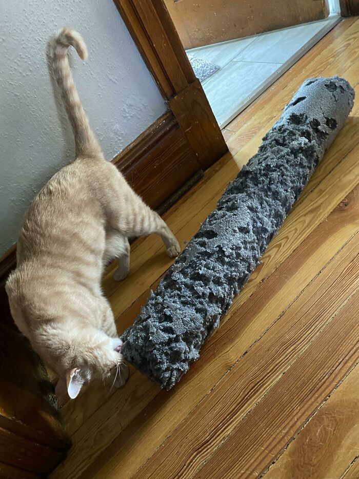 Destroyed Foam Roller Found Under A Bed While Moving, We’ve Identified A Suspect