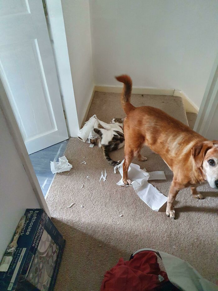They've Teamed Up To Destroy The Little Toilet And Kitchen Roll I Have Left