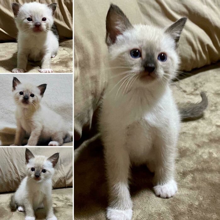 Meet Paisley! Her Mama Was A Stray Kitten My Sister Took In And Adopted. Paisley Is Now An Indoor Only Kitten And Has Found Her “Forever” Home With Me. These Are Pics Of Her At 3, 4, 5 & 6 Weeks