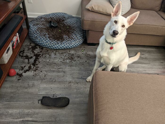 Her Checklist For When I'm In A Meeting: Dirt On Floor, Killed Plant, Chewed On Slipper, Looking Cute