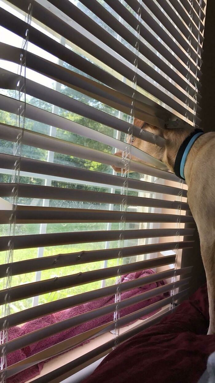 Dog Chewed Hole Through Blinds To Get A Better View