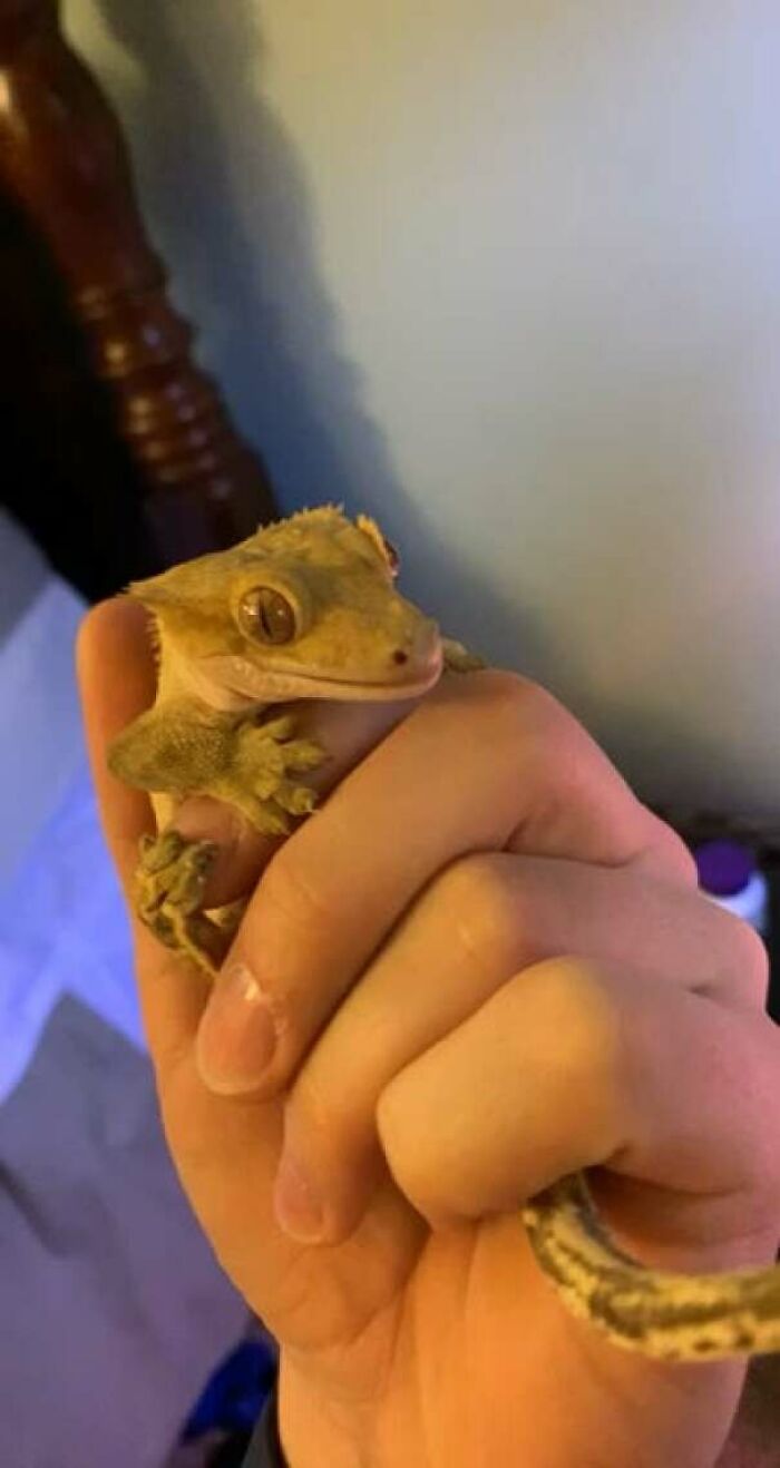 Showing My Rescue Gecko His New Forever Home