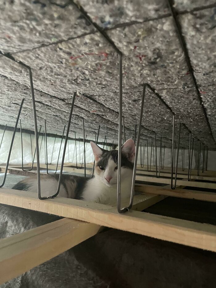 She Tore The Bottom Off Of Our Box Spring And Now Uses It As A Kitty Fort