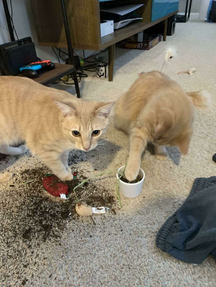 Got Two Kittens Because We Heard They Were Less Destructive When The Have A Friend. My Poor Succulent Now Knows Otherwise