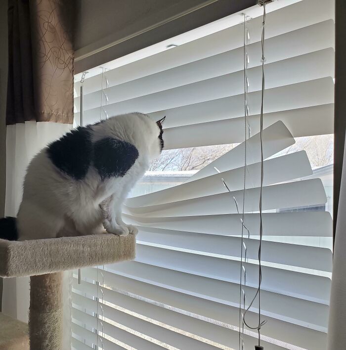 Her On-Going Battle With The Blinds To Spy On All My Neighbors
