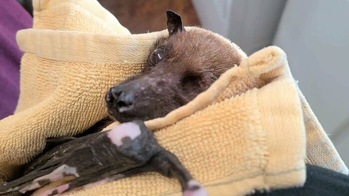 Statler, un zorro volador indio de 33 años rescatado en el santuario Bat World, ha recibido últimamente una gran atención en las redes sociales. Envía su amor y aprecio