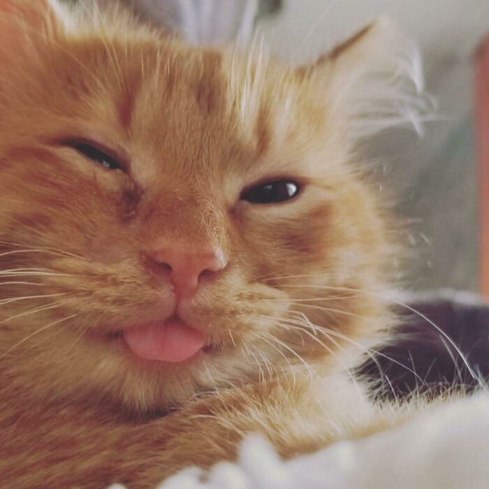 Here Is The Smiling Blep Of Odin, A Rescue With One Eye And A One Very Big Heart