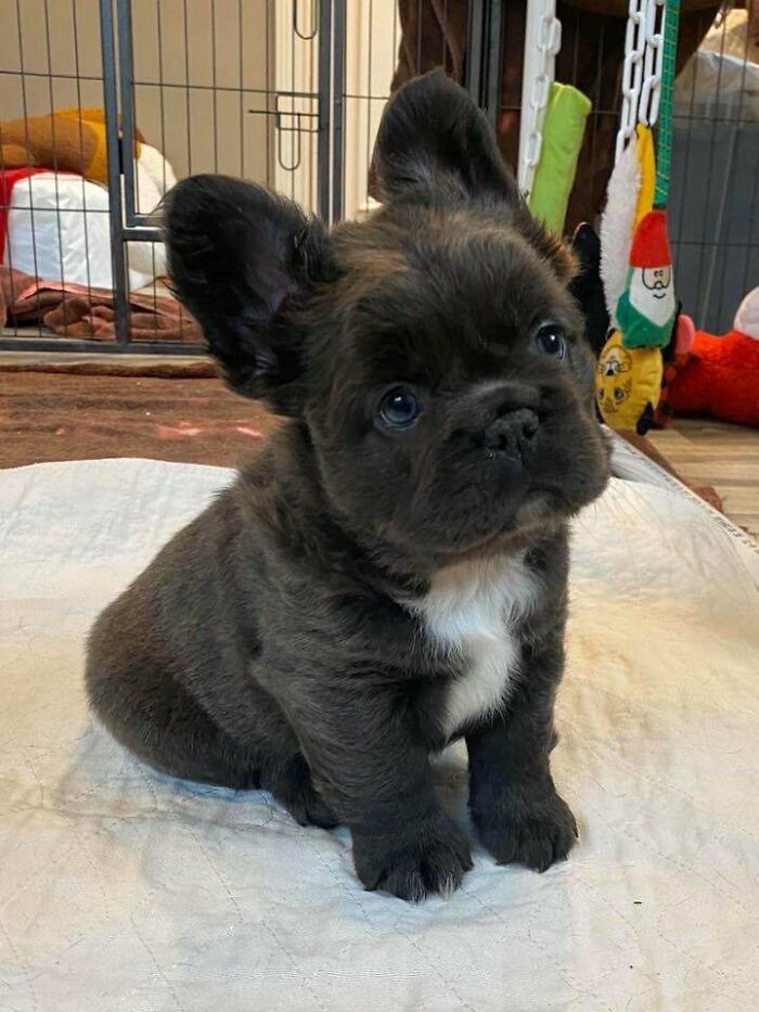 Ever Seen A Fluffy Frenchie Before?