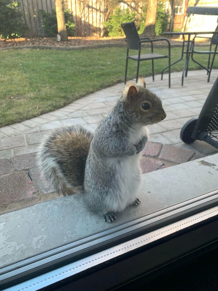 Una vez, decidimos darle de comer a la ardilla que suele meterse en nuestro patio trasero…Y ahí está Frankie en la puerta esperando a que le demos más nueces 