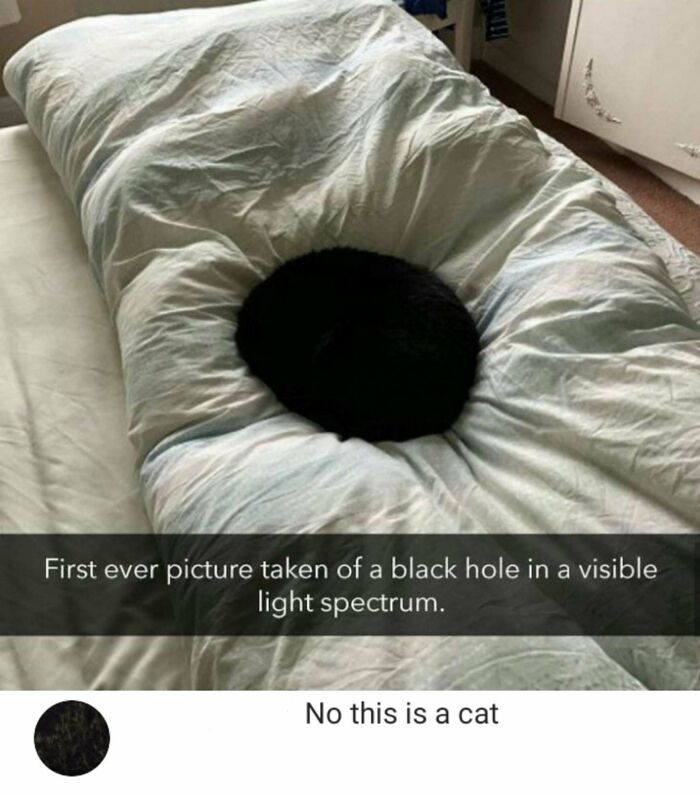 No That's A Cat