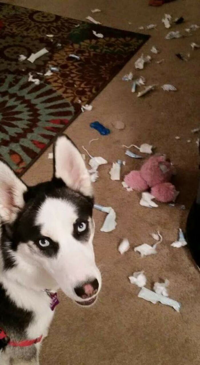 Husky Killed All The Tampons. No Shame