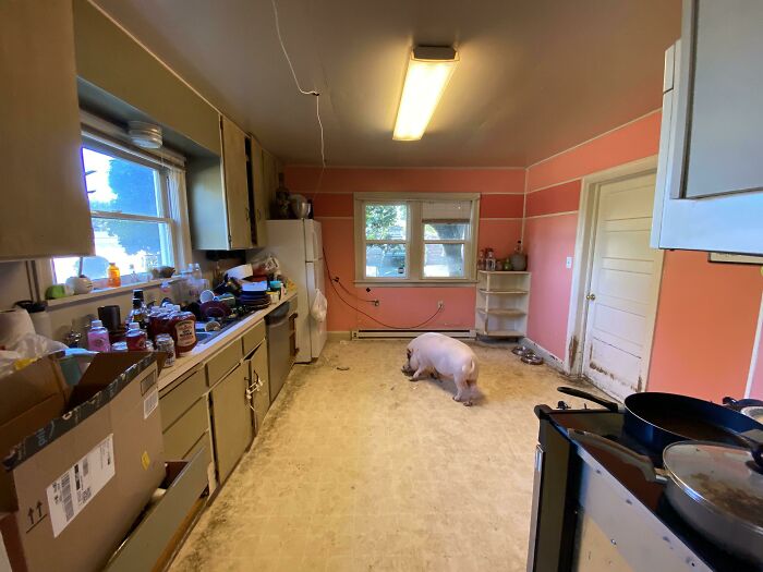 The House My Mom Rented Out Was Destroyed Because The Tenant Had A Pig As A Pet
