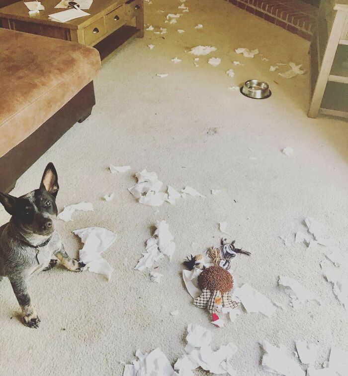 My Grandfather Would Throw A Box Of Kleenex At My Dog When He Would Bark To Get Him To Stop. My Dog Destroyed The Box Of Kleenex When He Left The Room. I Approve