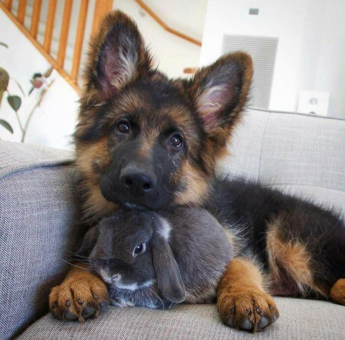 A Puppy Named Marley With Her Bunny Friend Beau